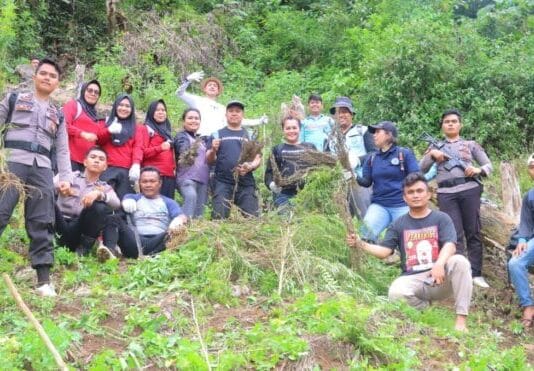 Timsus Narkoba Polda Sumut dan Polres Madina Musnahkan 1,5 Ha Ladang Ganja di Bukit Tor Sihite