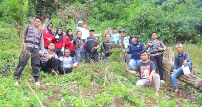 Timsus Narkoba Polda Sumut dan Polres Madina Musnahkan 1,5 Ha Ladang Ganja di Bukit Tor Sihite