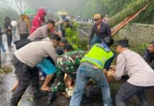 Jalur Berastagi-Medan Kembali Normal Pascapohon Tumbang