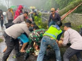 Jalur Berastagi-Medan Kembali Normal Pascapohon Tumbang