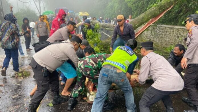 Jalur Berastagi-Medan Kembali Normal Pascapohon Tumbang