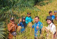 Petani Desa Ujung Bandar Panen Padi Gogo, Produksi 3,8 Ton/Ha