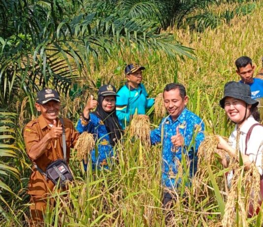 Petani Desa Ujung Bandar Panen Padi Gogo, Produksi 3,8 Ton/Ha