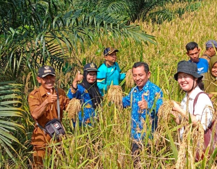 Petani Desa Ujung Bandar Panen Padi Gogo, Produksi 3,8 Ton/Ha