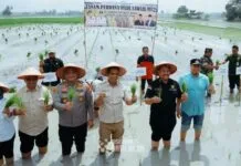 Tanam Padi Serentak, Bupati Batubara Imbau Petani Agar Panen Lebih Lama