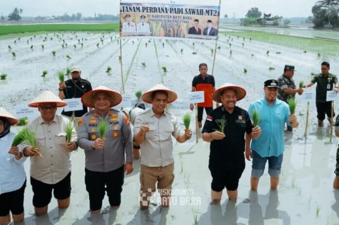Tanam Padi Serentak, Bupati Batubara Imbau Petani Agar Panen Lebih Lama