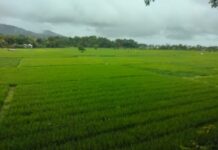 Usai Dilanda Kemarau Panjang, Petani Abdya Bersyukur Hujan Turun
