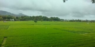 Usai Dilanda Kemarau Panjang, Petani Abdya Bersyukur Hujan Turun