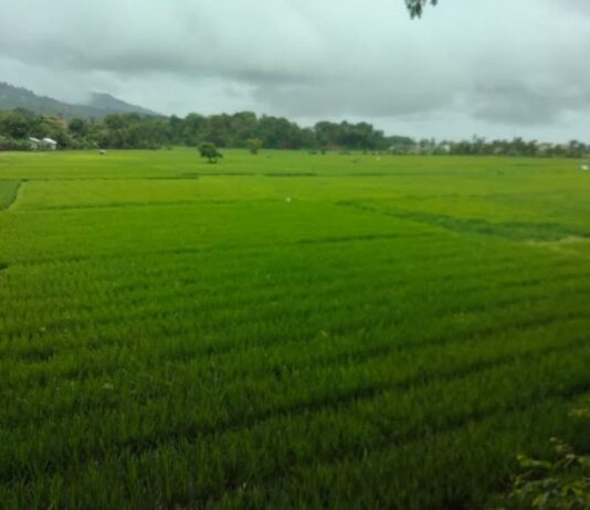 Usai Dilanda Kemarau Panjang, Petani Abdya Bersyukur Hujan Turun