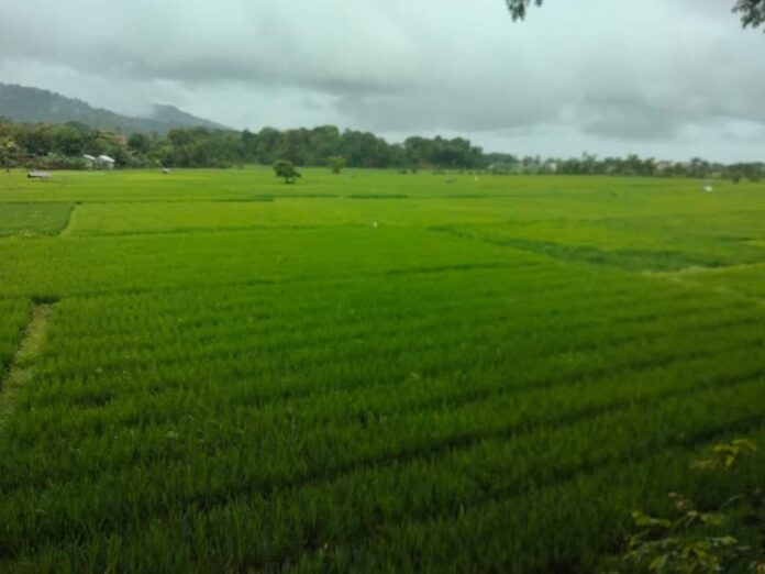Usai Dilanda Kemarau Panjang, Petani Abdya Bersyukur Hujan Turun
