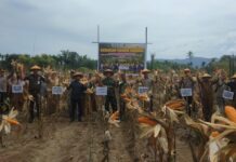 Dukung Swasembada Pangan, Bupati, Dandim dan Forkopimda Abdya Gelar Panen Raya Jagung