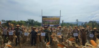 Dukung Swasembada Pangan, Bupati, Dandim dan Forkopimda Abdya Gelar Panen Raya Jagung