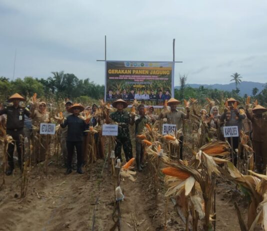 Dukung Swasembada Pangan, Bupati, Dandim dan Forkopimda Abdya Gelar Panen Raya Jagung