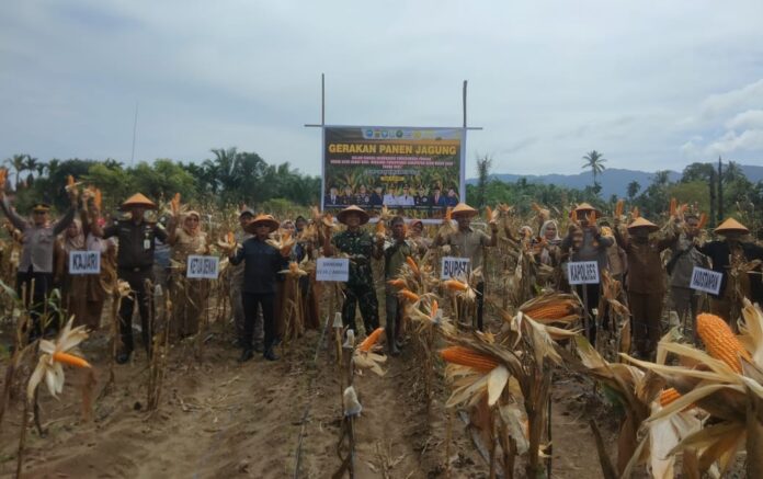 Dukung Swasembada Pangan, Bupati, Dandim dan Forkopimda Abdya Gelar Panen Raya Jagung