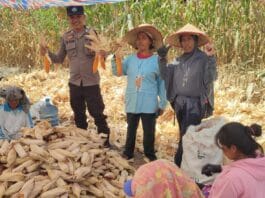 Dukung Ketahanan Pangan, Polsek Siantar Martoba Dampingi Warga Panen Jagung