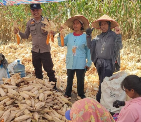 Dukung Ketahanan Pangan, Polsek Siantar Martoba Dampingi Warga Panen Jagung