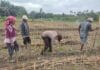 Bhabinkamtibmas Kelurahan Bah Kapul Sambangi Petani Jagung