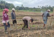 Bhabinkamtibmas Kelurahan Bah Kapul Sambangi Petani Jagung