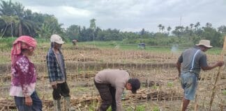 Bhabinkamtibmas Kelurahan Bah Kapul Sambangi Petani Jagung