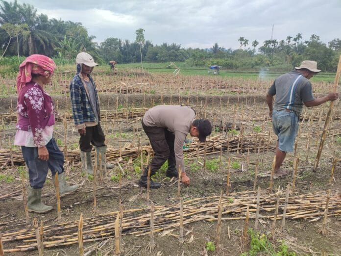 Bhabinkamtibmas Kelurahan Bah Kapul Sambangi Petani Jagung