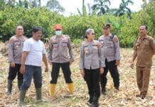 Dukung Ketahanan Pangan, Kapolres Siantar Cek Lahan Jagung di Kelurahan Tong Marimbun