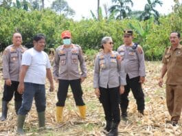 Dukung Ketahanan Pangan, Kapolres Siantar Cek Lahan Jagung di Kelurahan Tong Marimbun