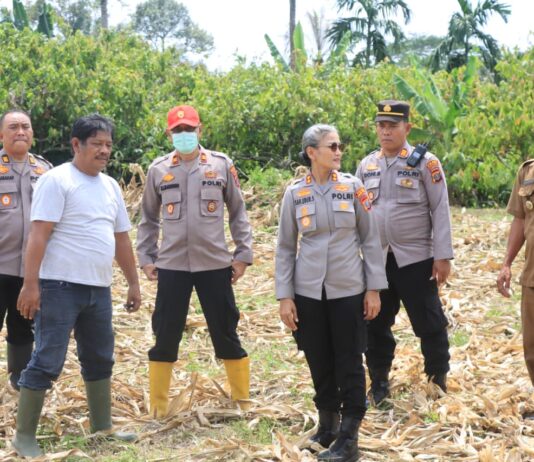 Dukung Ketahanan Pangan, Kapolres Siantar Cek Lahan Jagung di Kelurahan Tong Marimbun