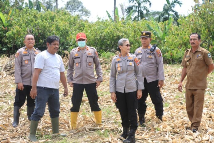 Dukung Ketahanan Pangan, Kapolres Siantar Cek Lahan Jagung di Kelurahan Tong Marimbun