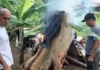 Ditresnarkoba Polda Sumut Bongkar Barak Narkoba di Tanjung Morawa