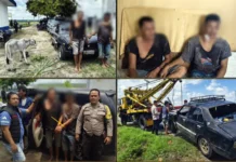 Dua Pencuri Lembu di Simalungun Dibekuk Usai Kabur Pakai Sedan dan Tabrak Pemotor