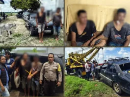 Dua Pencuri Lembu di Simalungun Dibekuk Usai Kabur Pakai Sedan dan Tabrak Pemotor