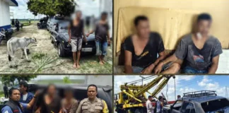 Dua Pencuri Lembu di Simalungun Dibekuk Usai Kabur Pakai Sedan dan Tabrak Pemotor