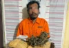 Polsek Bahorok Gagalkan Peredaran 2 Kg Ganja di Bukit Lawang