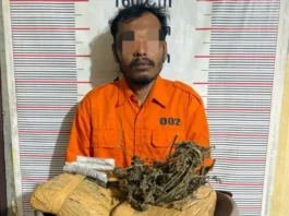 Polsek Bahorok Gagalkan Peredaran 2 Kg Ganja di Bukit Lawang