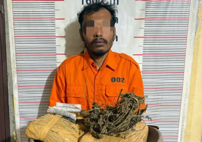 Polsek Bahorok Gagalkan Peredaran 2 Kg Ganja di Bukit Lawang
