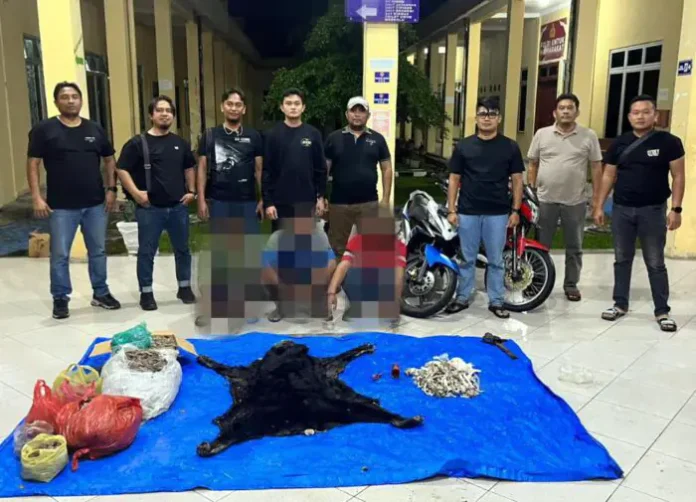 Polres Simalungun Bongkar Perdagangan Satwa Dilindungi Polres Simalungun Bongkar Perdagangan Satwa yang Dilindungi