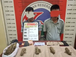 Satres Narkoba Polres Padang Lawas Tangkap Dua Terduga Pengedar Ganja