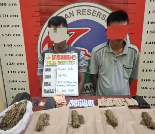 Satres Narkoba Polres Padang Lawas Tangkap Dua Terduga Pengedar Ganja